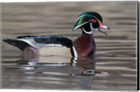Framed Wood Duck Drake In Breeding Plumage Floats On The River While Calling