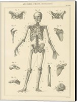 Framed Skeleton Chart