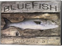 Framed Bluefish
