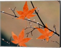 Framed Red Autumn Leaves On Branches, Kyoto, Japan