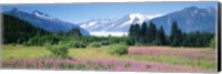 Framed Fireweed, Mendenhall Glacier, Juneau, Alaska