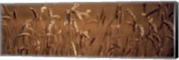 Framed Detail Wheat