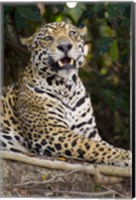Framed Close-Up Of A Jaguar Snarling