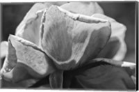 Framed Close-Up Of A Rose