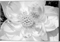 Framed Close-Up Of American White Waterlily Flower