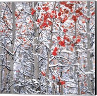 Framed Snow Covered Aspen Trees