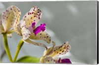 Framed Close-Up Of Orchid Flowers In Bloom