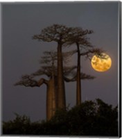 Framed Baobabs And Moon, Morondava, Madagascar