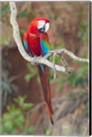 Framed Portrait Of Red-And-Green Macaw