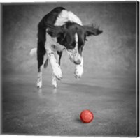 Framed Portrait Of A Border Collie Mix Dog