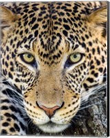 Framed Close Up Of Cheetah, Ngorongoro Conservation Area, Tanzania