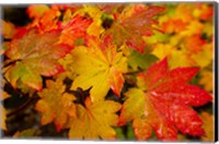 Framed Close-Up Of Wet Autumn Leaves, Portland, Oregon