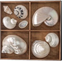 Framed Seashells Treasures I