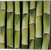 Framed Bamboo Lengths