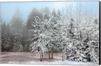 Framed Frosty Morning