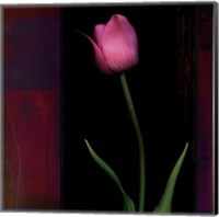 Framed Red Tulip II