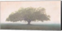 Framed Oak in the Fog