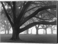 Framed Oak Grove in Fog (black & white)