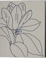 Framed Magnolia Line Drawing v2 Gray Crop