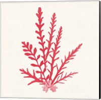 Framed 'Pacific Sea Mosses III Red' border=