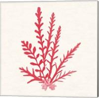 Framed 'Pacific Sea Mosses III Red' border=