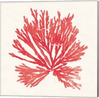 Framed Pacific Sea Mosses II Red