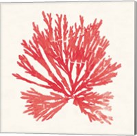 Framed 'Pacific Sea Mosses II Red' border=