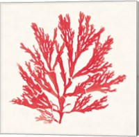 Framed 'Pacific Sea Mosses I Red' border=