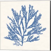 Framed 'Pacific Sea Mosses I Light Blue' border=