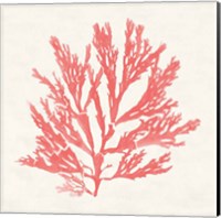 Framed 'Pacific Sea Mosses I Coral' border=