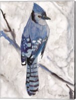 Framed Blue Jay 1