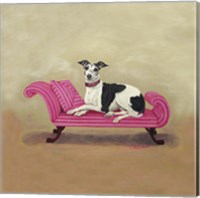 Framed Italian Greyhound on Pink