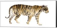 Framed Watercolor Tiger IV