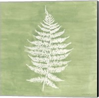 Framed 'Forest Ferns I' border=