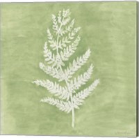 Framed 'Forest Ferns II' border=