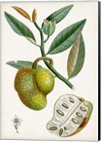 Framed Turpin Tropical Fruit III