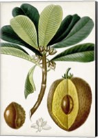Framed Turpin Tropical Fruit VI