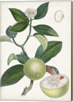 Framed Turpin Tropical Fruit XI
