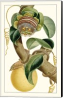 Framed Turpin Exotic Botanical VII