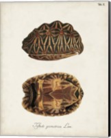 Framed Antique Turtles & Shells I