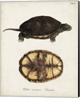 Framed Antique Turtles & Shells II