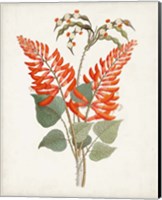 Framed Botanical of the Tropics II