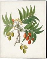 Framed Botanical of the Tropics VI