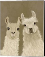 Framed Llama Duo, Looking at You