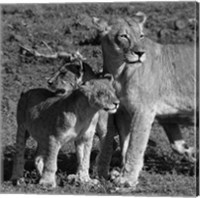 Framed Lioness and Cubs