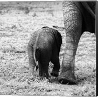 Framed Mama and Baby Elephant II