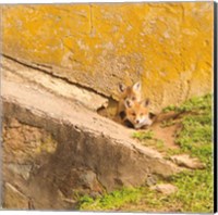 Framed Fox Cubs II