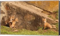 Framed Fox Cubs I