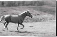 Framed Pasture Run