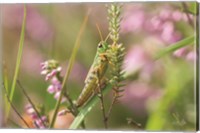 Framed Grasshopper